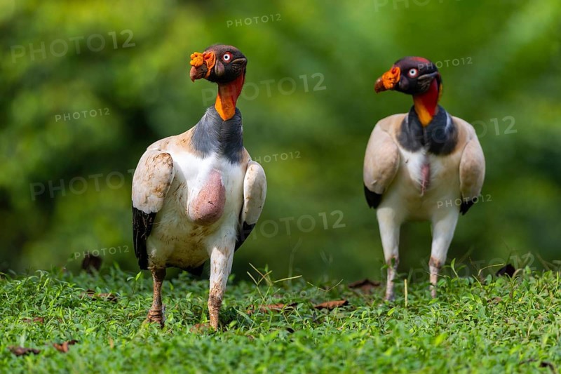 King vulture (Sarcoramphus papa), cock, vulture birds (Aegypiinae), Laguna del Lagarto Lodge, Alajuela, Costa Rica, Central America