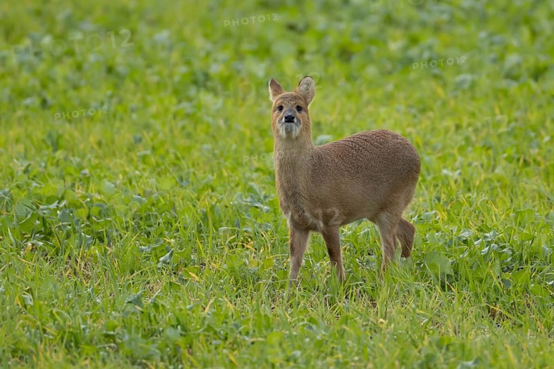 Chinese water deer (Hydropotes inermis) adult animal in a farmland field, England, United Kingdom, Europe