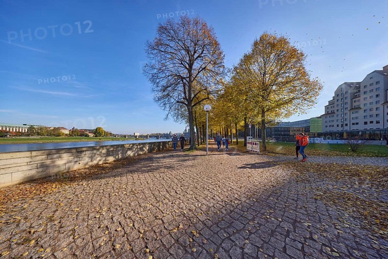 Elbe riverbank, Elbe, footpath, cycle path, trees, lime trees (Tilia), autumnal light-flooded foliage, New Terrace, Dresden, state capital, independent city, Saxony, Germany, Europe