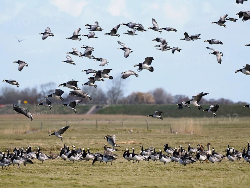 Barnacle Geese (Branta leucopsis), flock in flight, migratory birds, landing on a meadow in the nature reserve of Waalenburg, Island of Texel, Holland