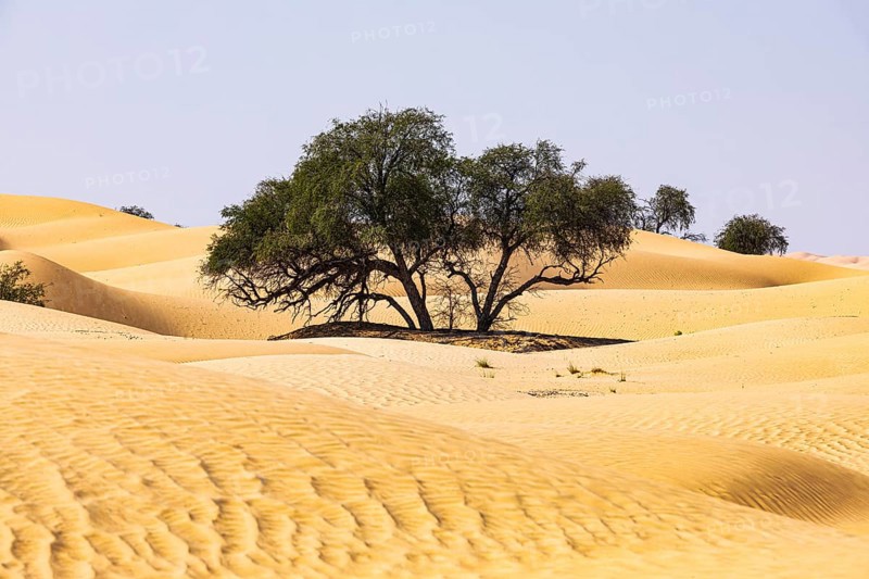 Trees in the sand dunes, Rub al Khali desert, Dhofar province, Arabian Peninsula, Sultanate of Oman