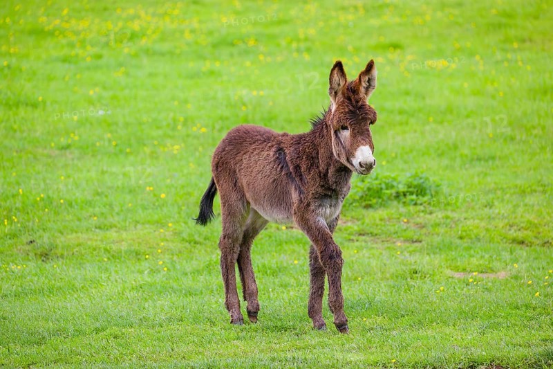 A mixed breed donkey foal runs across a green meadow