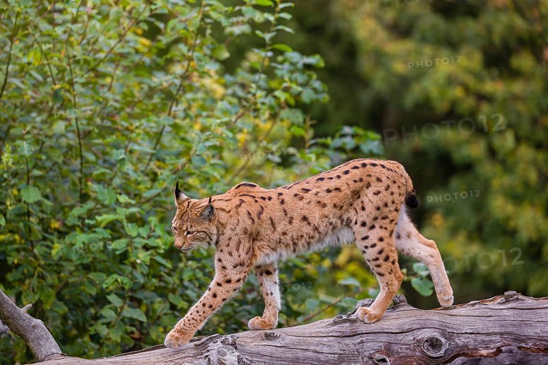 A Eurasian lynx (Lynx lynx) runs down a dead tree lying at an angle
