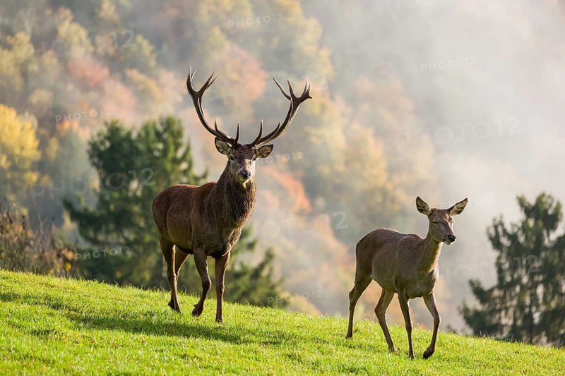 A red deer stag (Cervus elaphus) and a hind run across a meadow. A forest with autumn leaves can be seen in the background. Wisps of mist drift over the forest