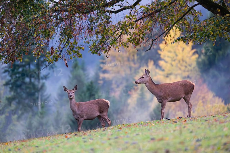 Two red deer hinds (Cervus elaphus) stand in a meadow, A forest with autumn leaves can be seen in the background. Wisps of mist drift over the forest