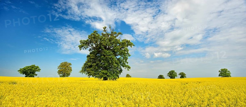 Panorama, blooming rape field with old solitary oaks under a blue sky, Mecklenburg Switzerland, Mecklenburg-Western Pomerania, Germany, Europe