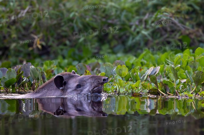 Lowland tapir (Tapirus terrestris), swimming in the river, Rio Claro, Pantanal, Brazil, South America