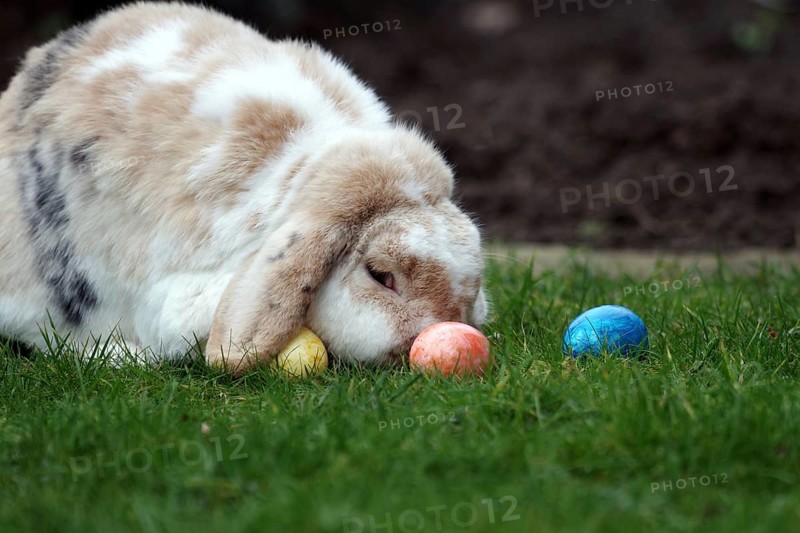 Rabbit (Oryctolagus cuniculus domestica), Easter, Ram rabbit, Easter egg, The house rabbit sits with colourful eggs on the lawn in the garden