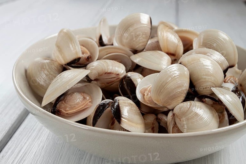 Freshly frozen vongole clams, on a light plate, top view, no people