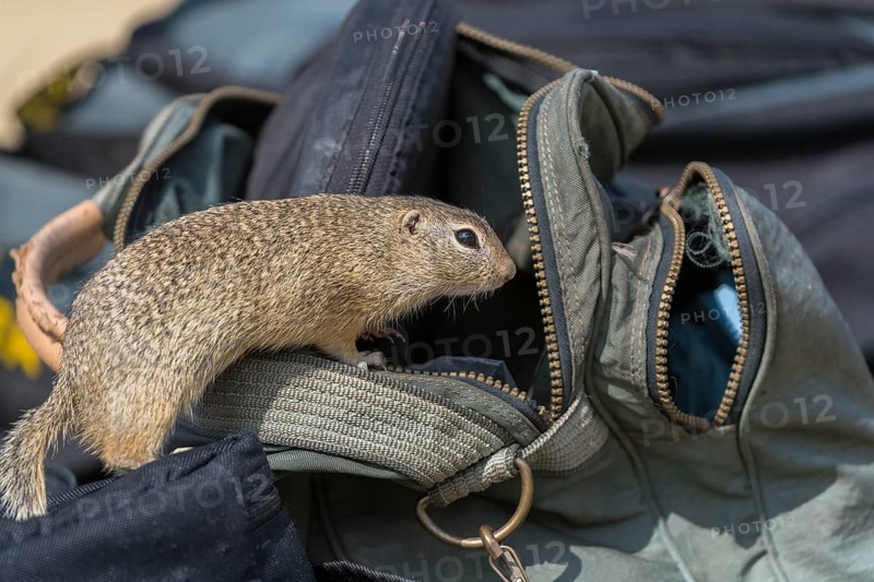 One European ground squirrel (Spermophilus citellus) or European souslik looking out of a photographers bag, searching for food
