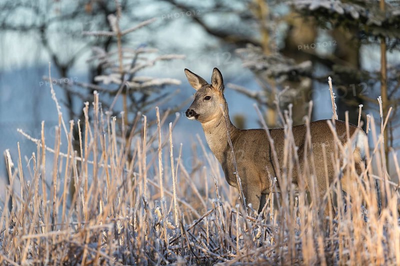 Roe deer standing in hoar frosted dead stinging nettle at minus 15 °C at sunrise. Trees and dead stinging nettle in background