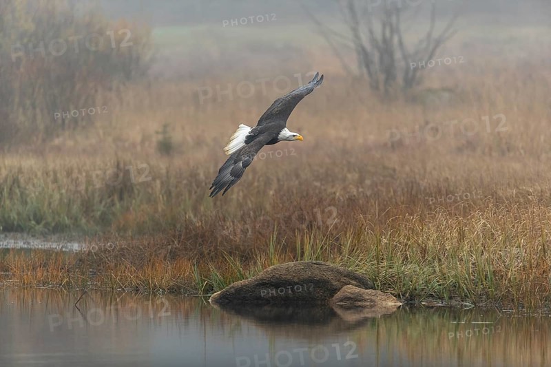 One Bald Eagle, Haliaeetus leucocephalus, flying over a small pond with reed gras on a foggy cold autumn day