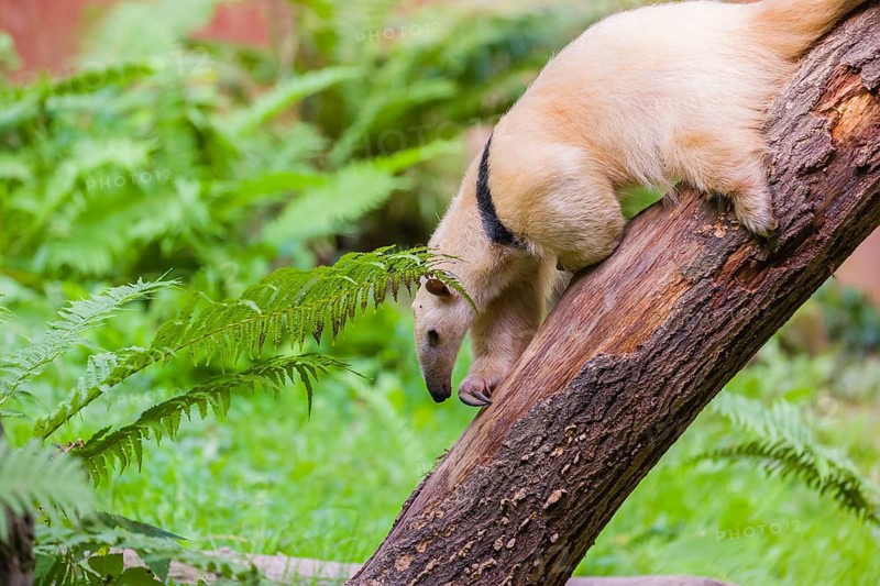 One southern tamandua (Tamandua tetradactyla), climbs down a tree in a forest