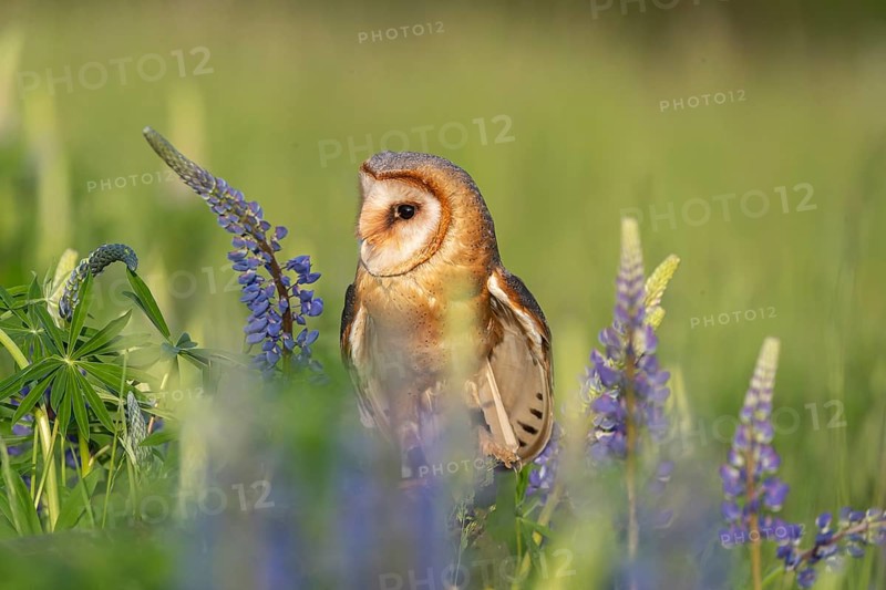 One barn owl (Tyto alba) sitting on a branch lying in a field of flowering lupines in late evening light