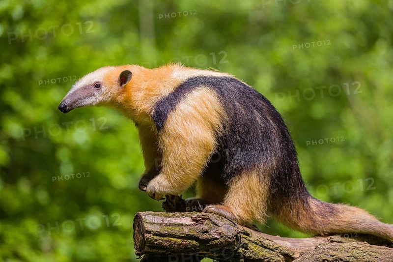 A southern tamandua (Tamandua tetradactyla), sits in a tree, watching the surrounding