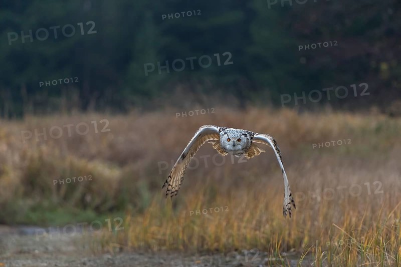 One Siberian Eagle Owl (Bubo bubo sibiricus) flying over tall reed grass lakeshore on an autumnal misty cold morning