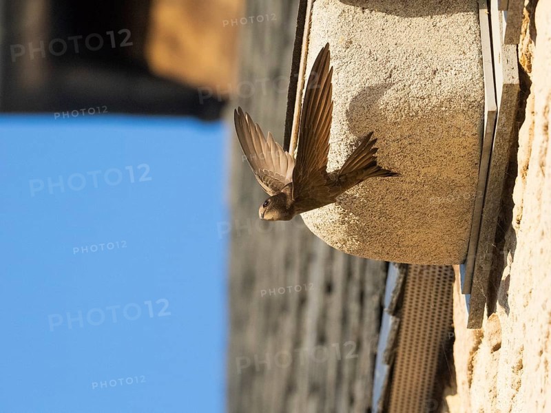 Common swift (Apus apus), adult bird in flight leaving its nest, which is one of a row of artificial nest boxes which have been put on the building specifically to provide and aid swifts with a nesting site, Hesse, Germany, Europe