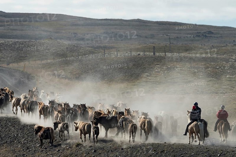 Icelandic horses (Equus islandicus) and mounted drivers at a horse round-up or réttir, covered in a cloud of dust, near Laugarbakki, North Iceland, Iceland, Europe