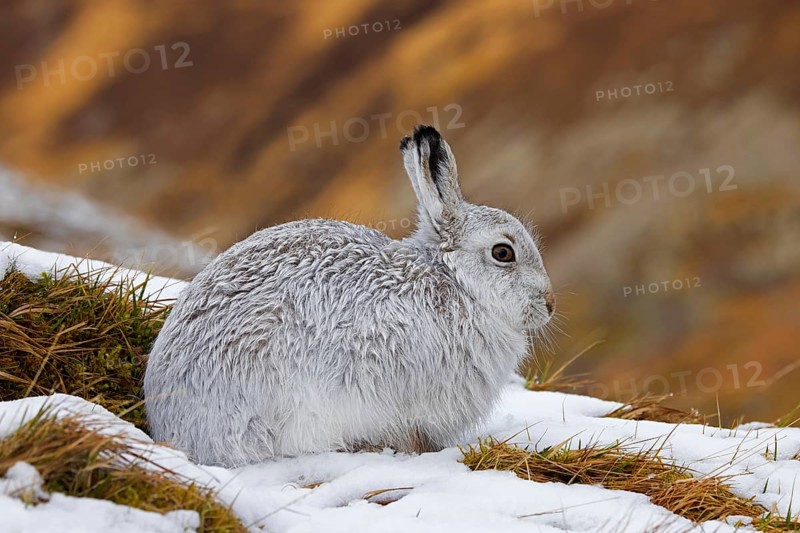 Mountain hare, alpine hare, snow hare (Lepus timidus) in white winter pelage resting in the hills in late winter, Cairngorms National Park, Scotland, United Kingdom, Europe