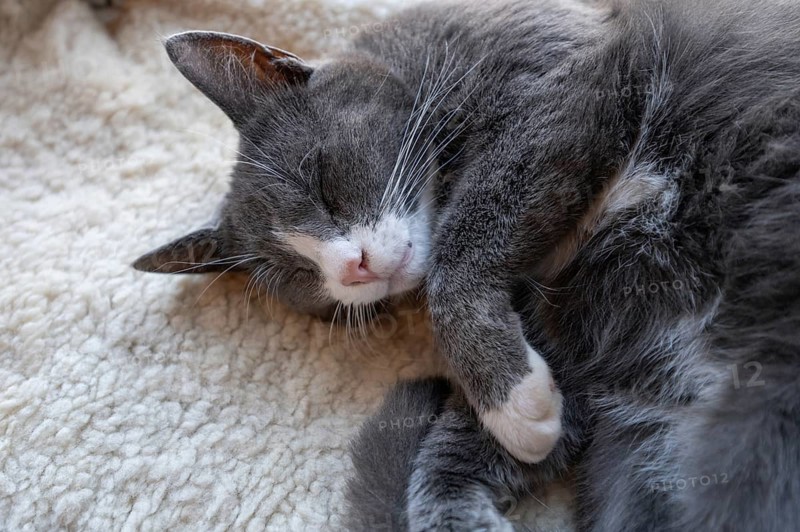 Sleeping, dreaming cat, Close up, Mecklenburg-Vorpommern, Germany, Europe