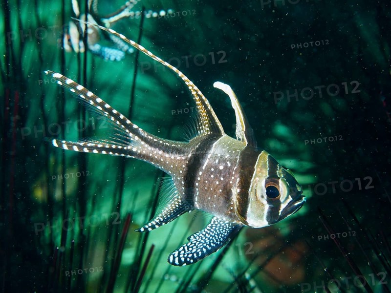 A Banggai cardinalfish (Pterapogon kauderni) with white stripes and delicate patterns in the sea, dive site Secret Bay, Gilimanuk, Bali, Indonesia, Asia