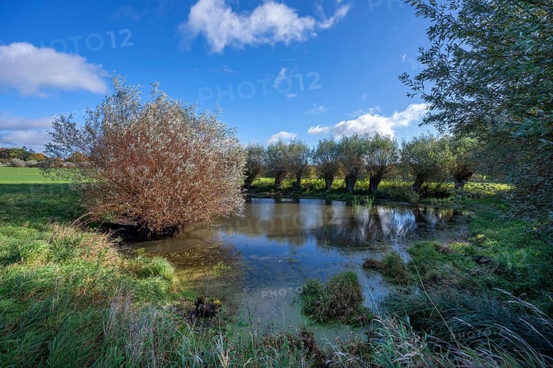 Wicker (Salix viminalis) and silver willow (Salix alba) at a village pond, Othenstof Estate, Mecklenburg-Western Pomerania, Germany, Europe