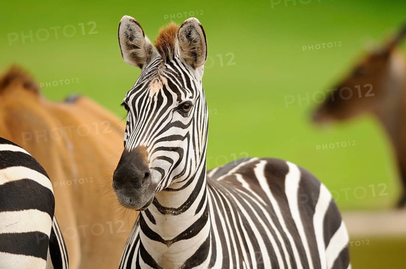 A zebra stands in the foreground with other animals in the background on a green meadow, Bohemian zebra (Equus quagga boehmi), captive
