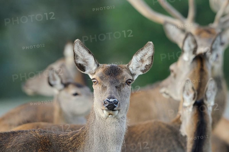 A herd of roe deer in the forest, mainly in brown colours, red deer (Cervus elaphus), Bavaria