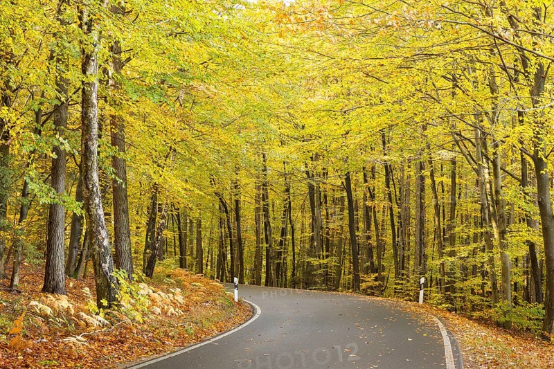 Road through an autumnal deciduous forest near Groß Radisch, Hohendubrau, Saxony, Germany, Europe