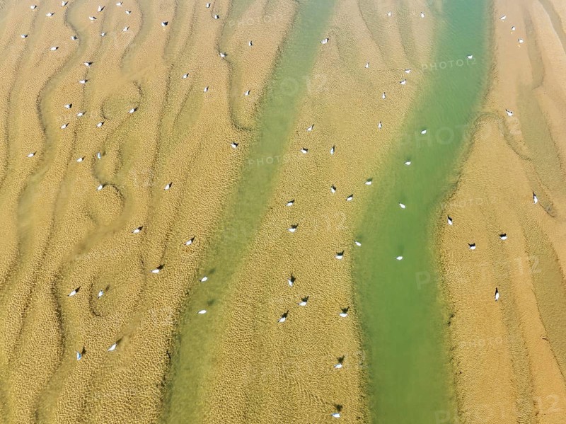 Seagulls in the marshland adjacent to the Odiel river. At low tide. Aerial view. Drone shot. Huelva province, Andalusia, Spain, Europe