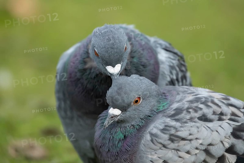 Feral pigeon (Columba livia domestica) two adult dove birds performing their courtship love display, England, United Kingdom, Europe