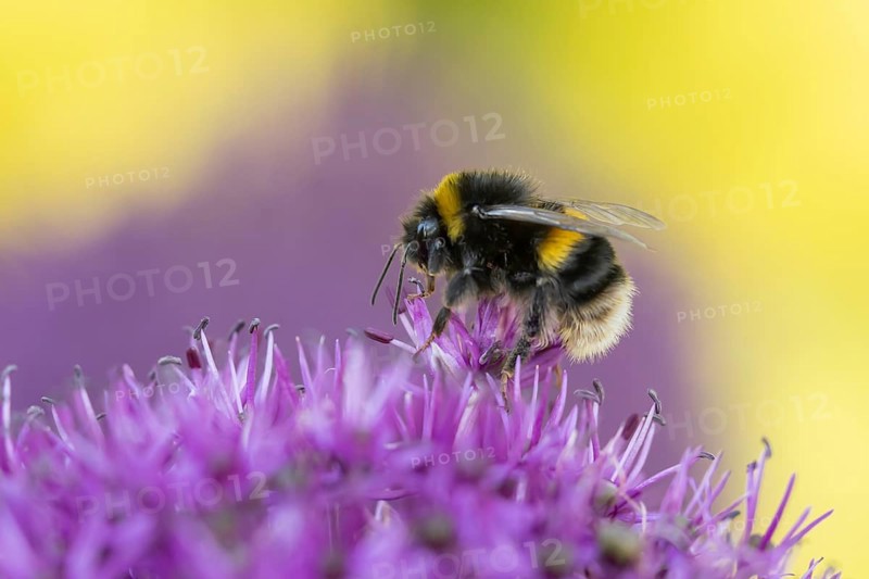 Buff tailed bumblebee (Bombus terrestris) adult bee feeding on a purple Allium flower in an urban garden in summer, England, United Kingdom, Europe