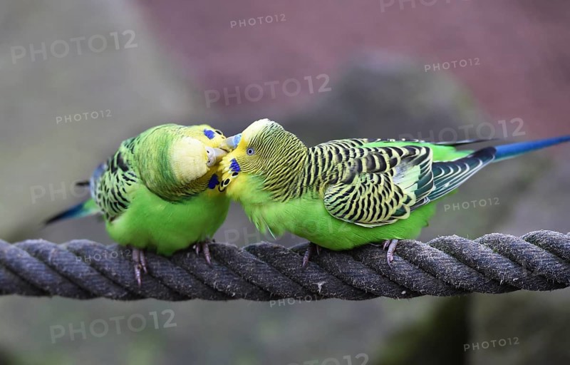 Budgerigars, (Melopsittacus undulatus) courtship display on a rope