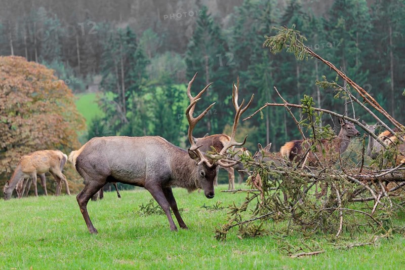 An Altai maral stag, Altai wapiti or Altai elk (Cervus canadensis sibiricus) stands in a meadow and fights a spruce tree lying on the ground