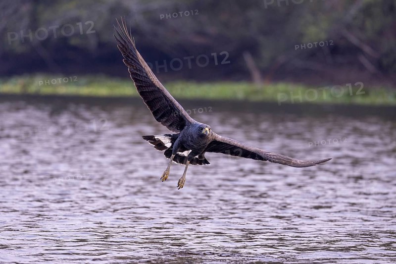 Black buzzard (Buteogallus urubitinga), approaching prey, Pantanal, Brazil, South America