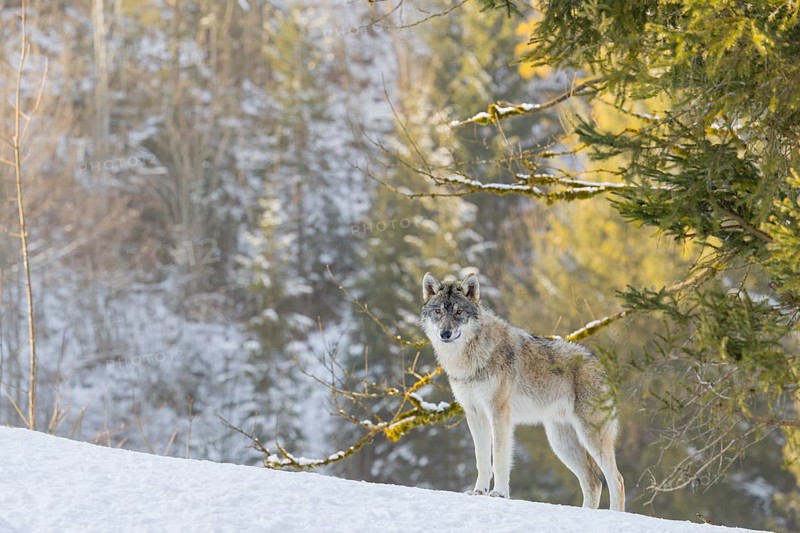A young grey wolf (Canis lupus lupus) stands on a sloping, snow-covered meadow on a hill on a cold, sunny day. A forest can be seen in the background