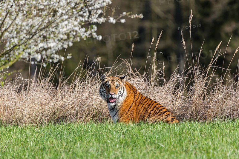 One young female Siberian Tiger, Panthera tigris altaica, sitting on a green meadow in front of tall dry grass and a blooming tree. Early morning light