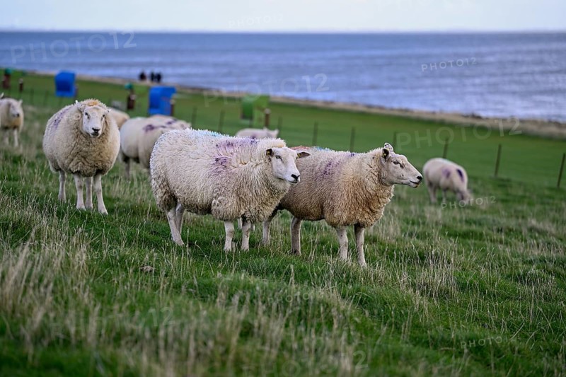 Sheep on a dyke, Pellworm Island, Schleswig-Holstein Wadden Sea National Park, North Frisia, Germany, Europe