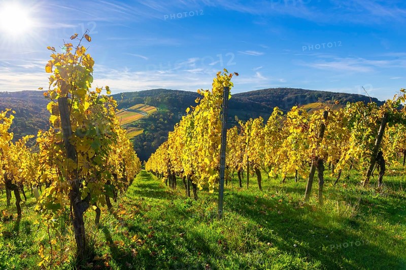 Golden vineyards in the sunlight against a blue sky backdrop, surrounded by rolling hills, Strümpfelbach, Rems Valley, Baden-Württemberg, Germany, Europe