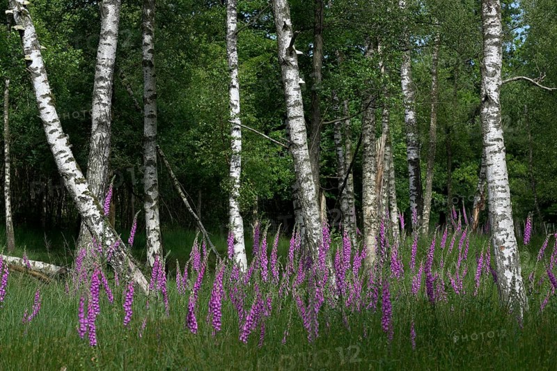 Common foxglove (Digitalis purpurea) and birch trees (Betula pendula), Lower Rhine, North Rhine-Westphalia, Germany, Europe