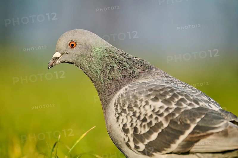 Feral pigeon (Columba livia domestica) on a meadow, Venice, Italy, Europe