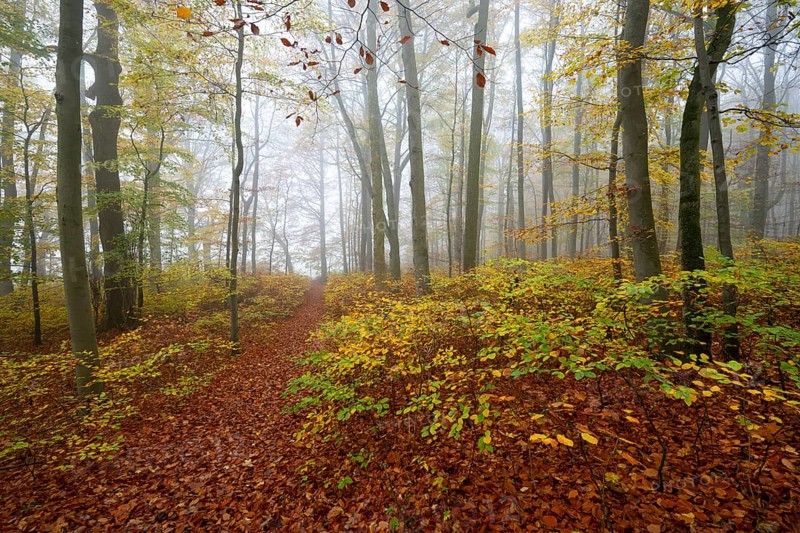 Near-natural deciduous forest in autumn with colourful leaves, copper beech (Fagus sylvatica), fog in the forest, Hainich National Park, Thuringia, Germany, Europe
