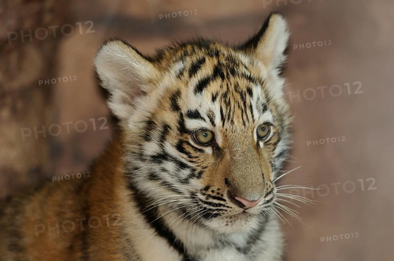 Close-up of a curious tiger cub in front of a blurred background, Siberian tiger (Panthera tigris altaica), captive, occurring in Russia, North Korea and China
