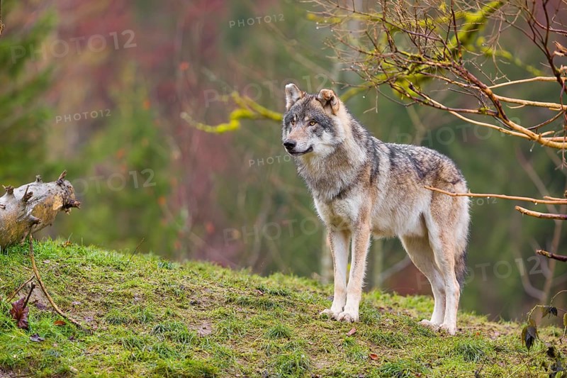 An adult male grey wolf (Canis lupus lupus) stands on a sloping meadow on a hill and observes the surroundings. A forest can be seen in the background