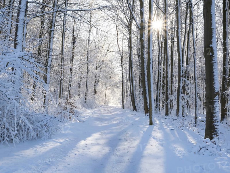 Beech woodland (Fagus sylvatica), trees and undergrowth covered in hoarfrost and snow in winter, the sun appearing as a sunburst effect, Escheberger Wald, North Hesse, Germany, Europe