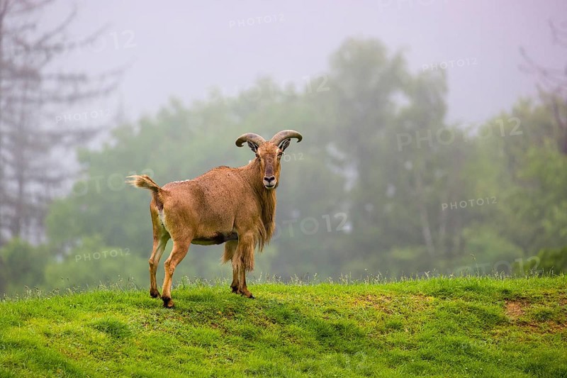 One Barbary sheep (Ammotragus lervia) stands on green hilly ground on a foggy day. Some trees stand in the background