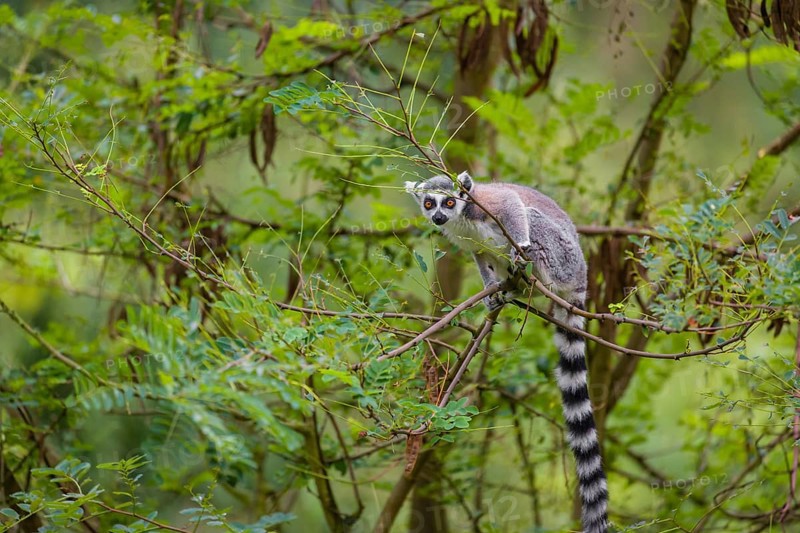A ring-tailed lemur (Lemur catta) stands high up on a branch of tree with fresh green leafs