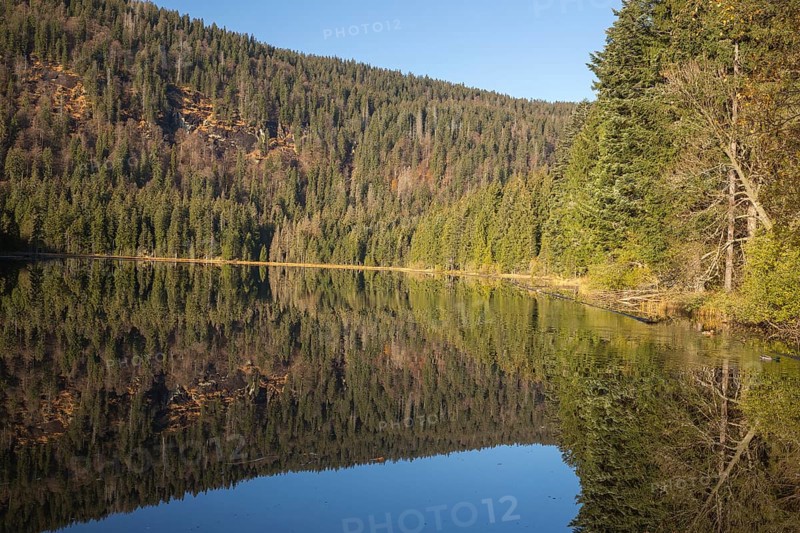 Lake Großer Arbersee in autumn. The surrounding forest is reflected in the mirror like surface of the lake