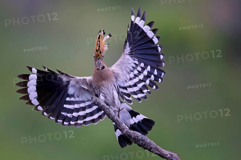 Hoopoe (Upupa epops) Bird of the Year 2022, approach, flying, wings spreading, male with beetle larva as food for the young birds, foraging, erected canopy, sunrise, backlight, summer feeling, Middle Elbe Biosphere Reserve, Saxony-Anhalt, Germany, Europe