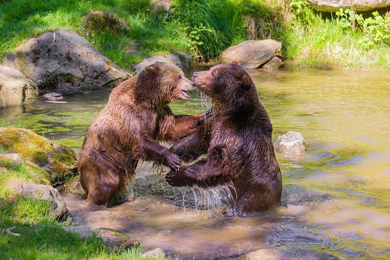 A Eurasian brown bear (Ursus arctos arctos) sow fighting with a big male in a pond
